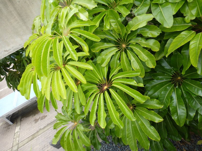摇钱树的养殖方法和注意事项