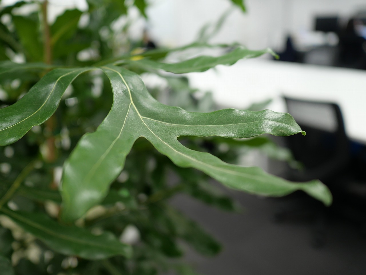 办公绿植租摆