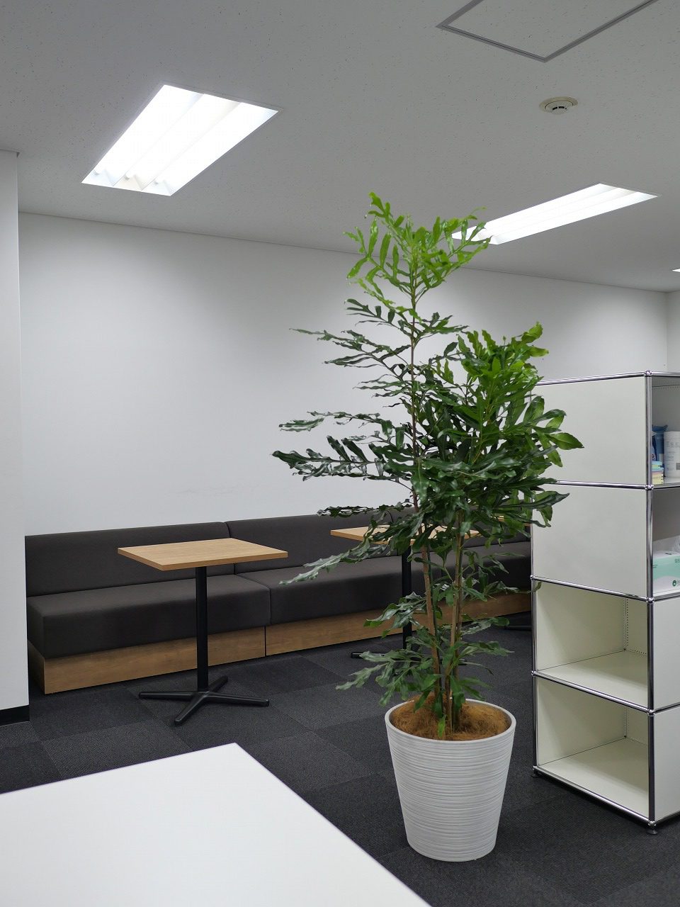 办公绿植租赁