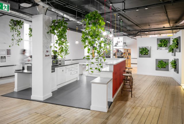 小麦草绿植租摆