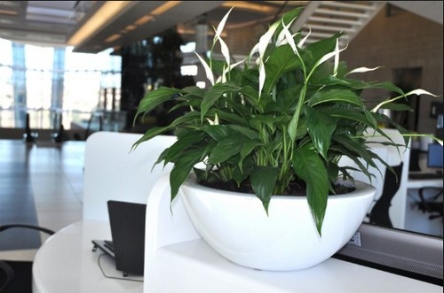 绿植租摆
