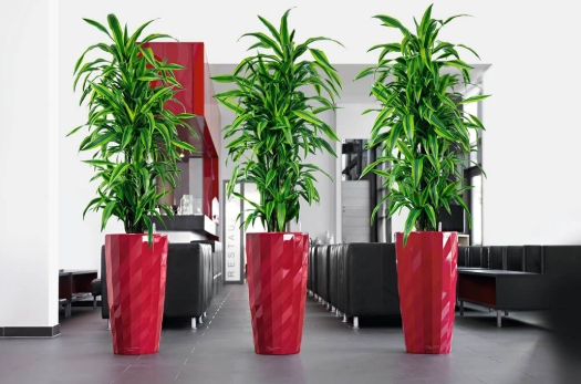 小麦草绿植租摆